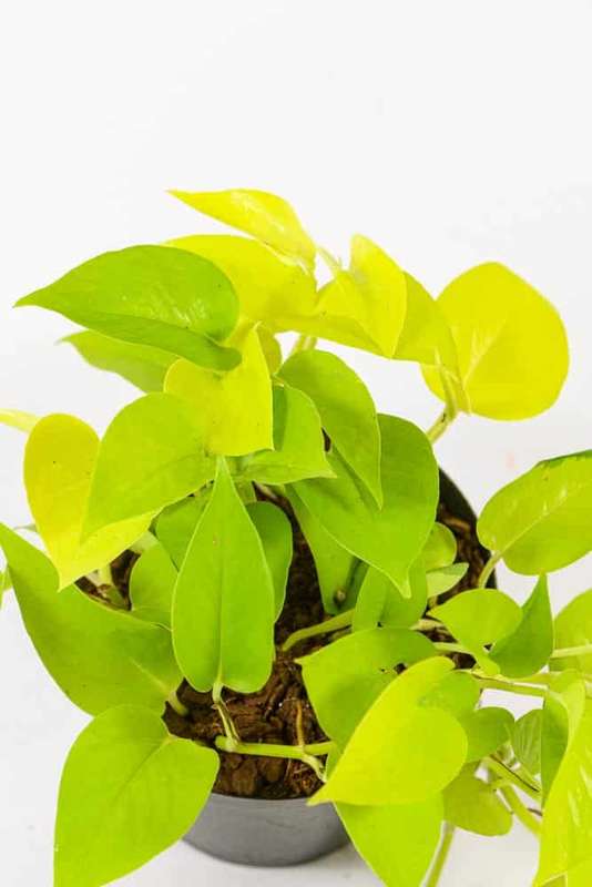 Pothos Diamond Lime