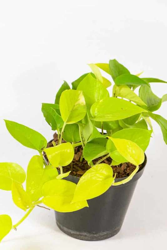 Pothos Diamond Lime