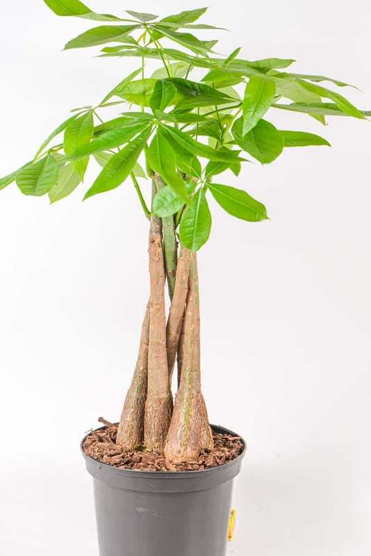 Money Tree Pachira