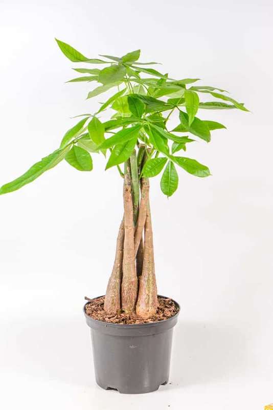 Money Tree Pachira