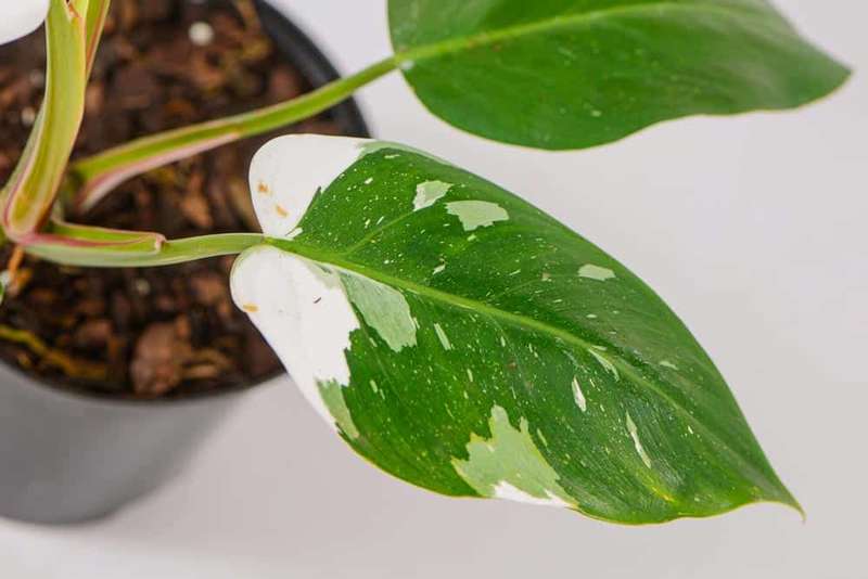 Philodendron White Princess