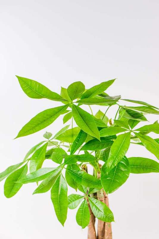 Money Tree Pachira