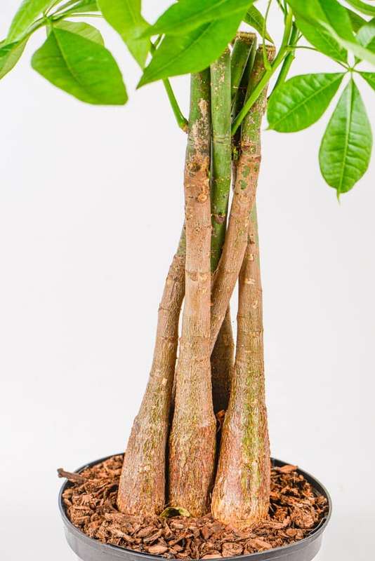 Money Tree Pachira
