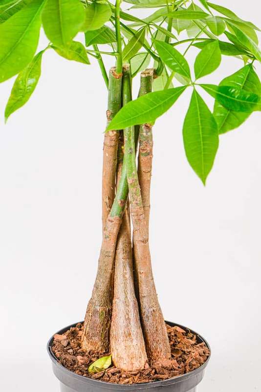 Money Tree Pachira