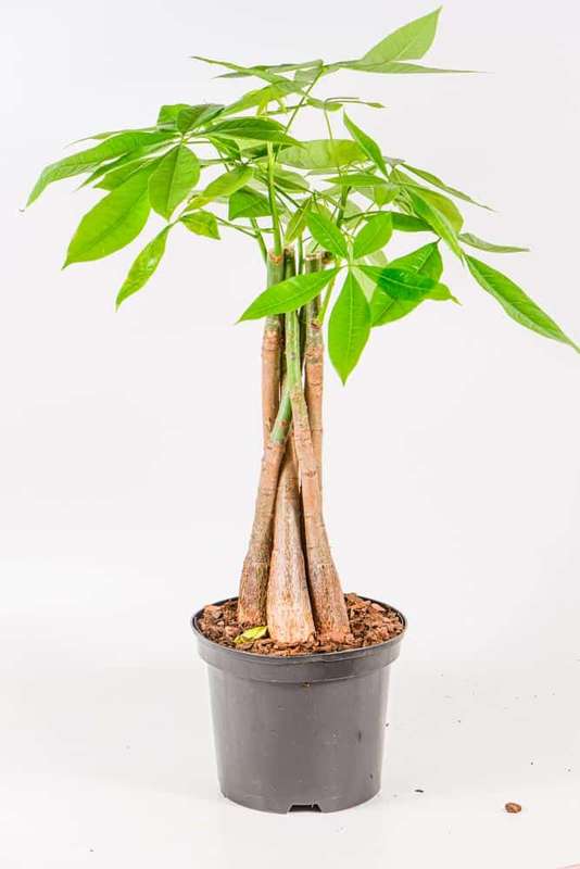 Money Tree Pachira