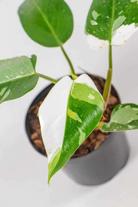 Philodendron White Princess