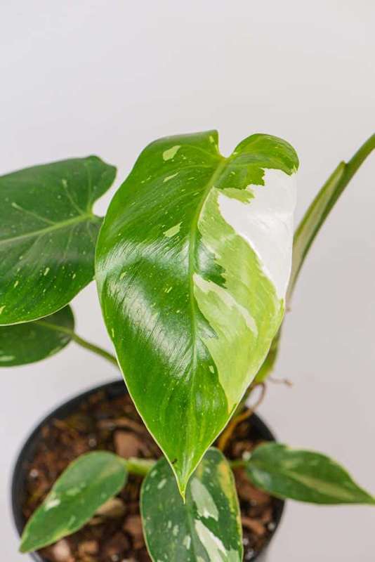 Philodendron White Princess