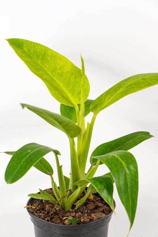 Philodendron Calkins Gold