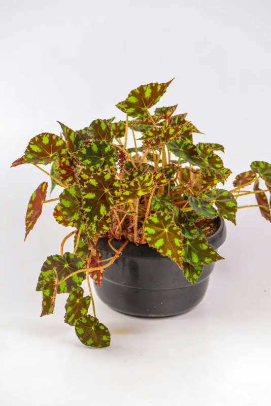 Begonia Tigers Paw