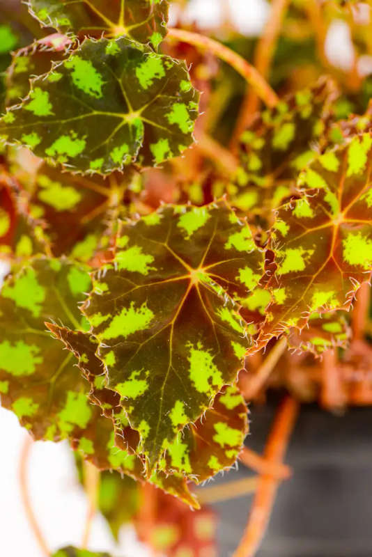 Begonia Tigers Paw