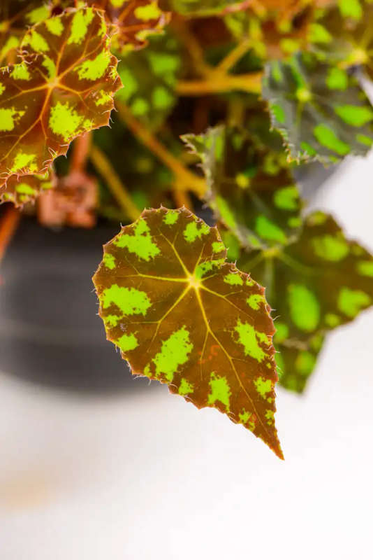 Begonia Tigers Paw