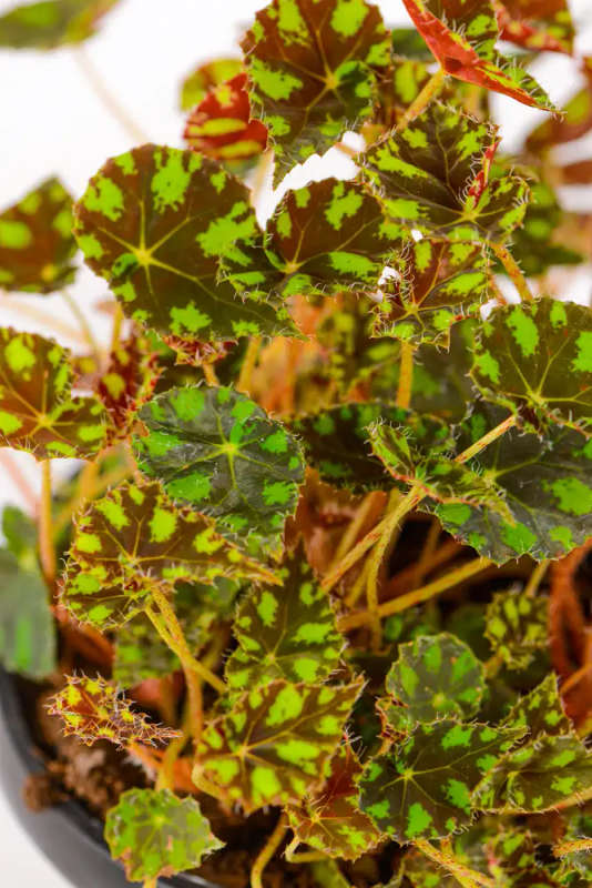 Begonia Tigers Paw