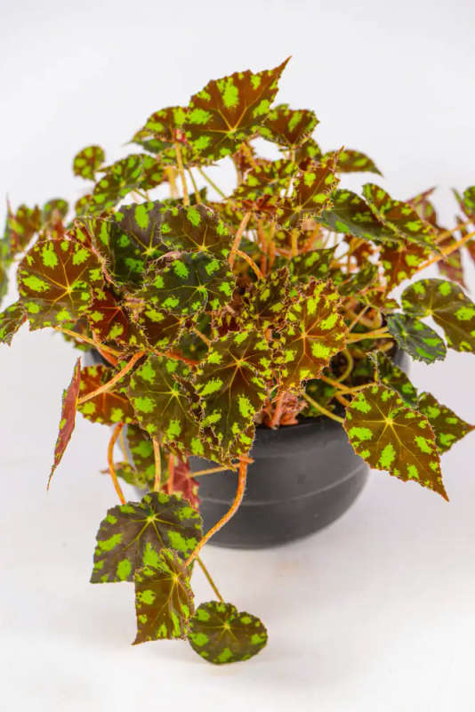 Begonia Tigers Paw