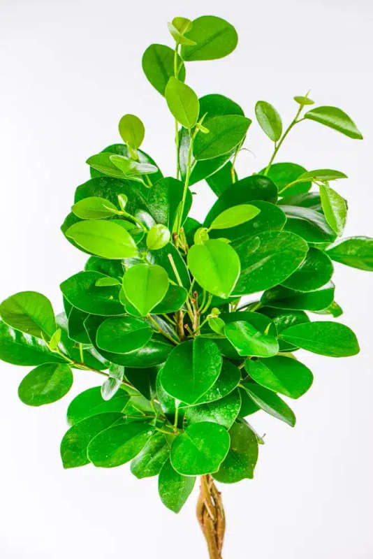 Ficus Moclame Braided