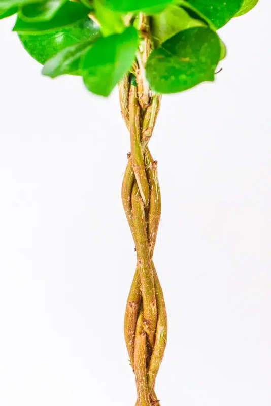 Ficus Moclame Braided