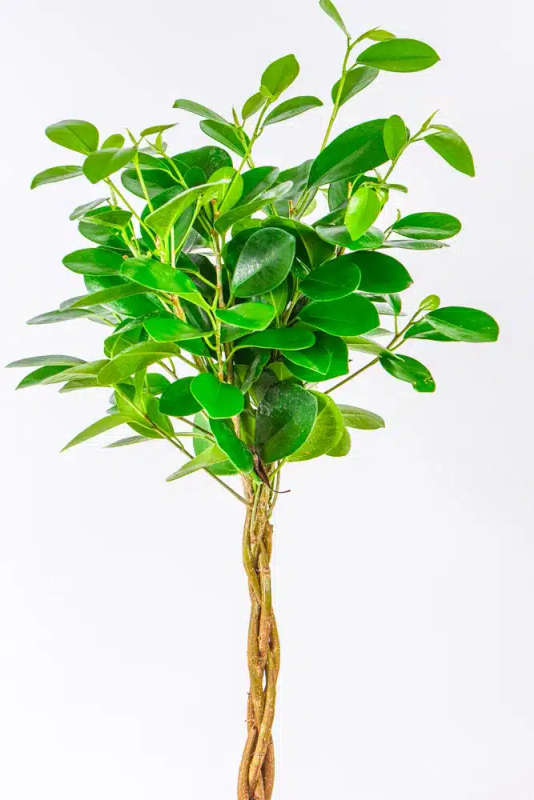 Ficus Moclame Braided