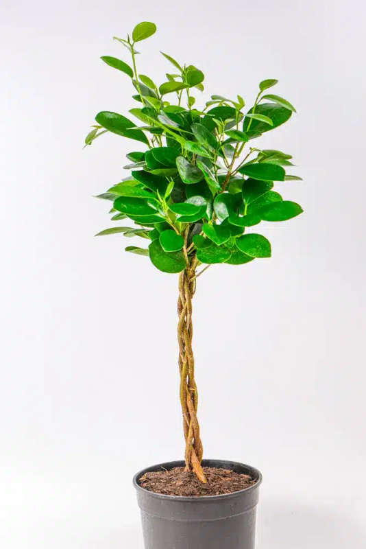 Ficus Moclame Braided