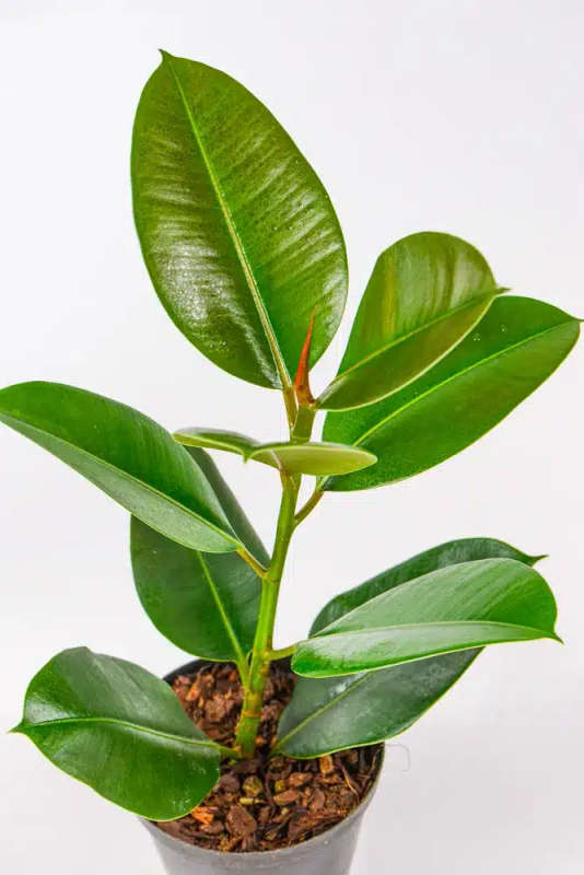 Rubber tree - Robusta
