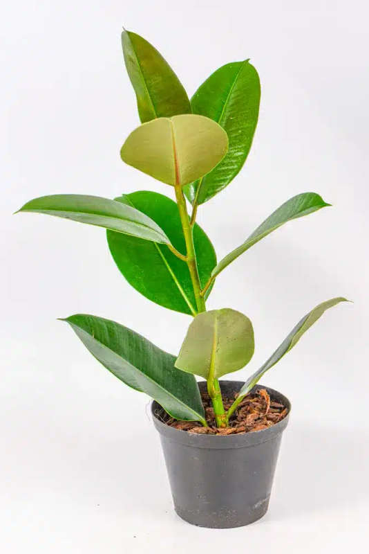 Rubber tree - Robusta