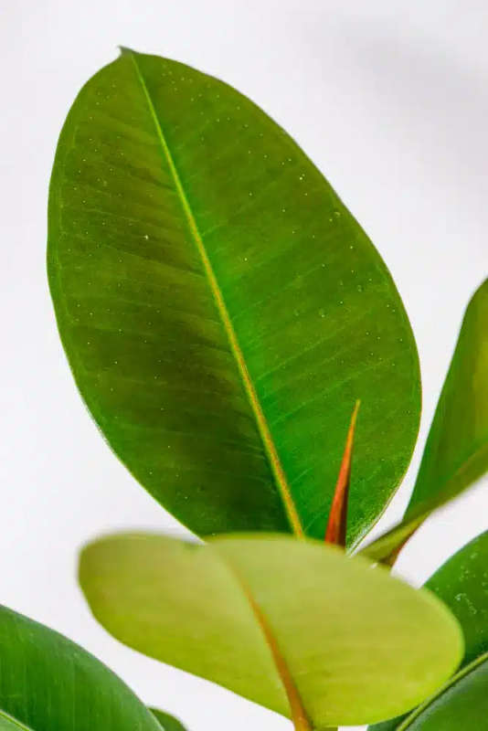Rubber tree - Robusta