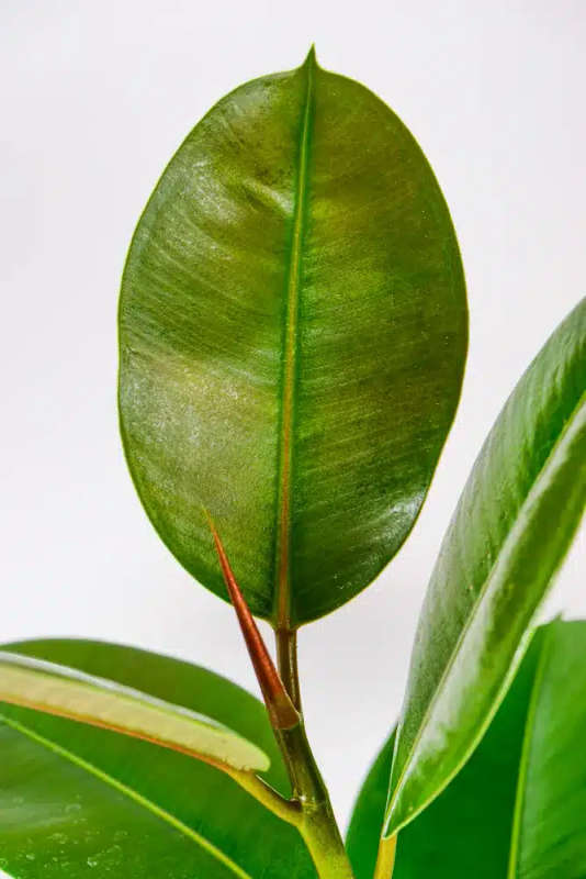 Rubber tree - Robusta