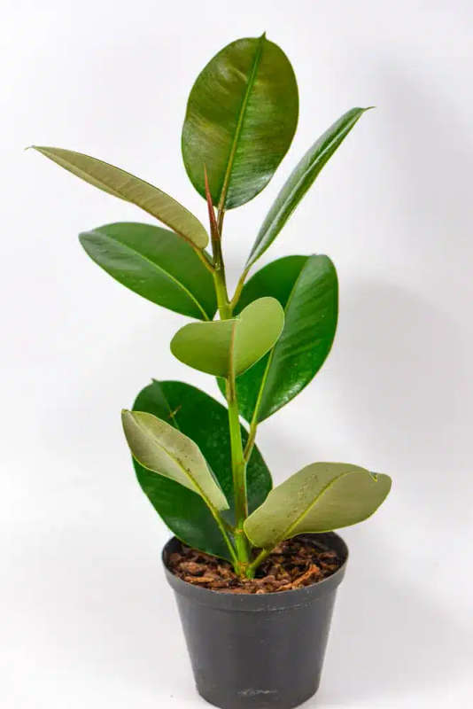 Rubber tree - Robusta