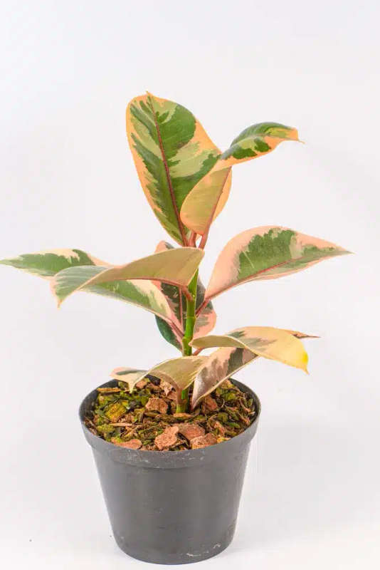 Rubber tree - Ruby