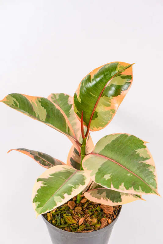 Rubber tree - Ruby