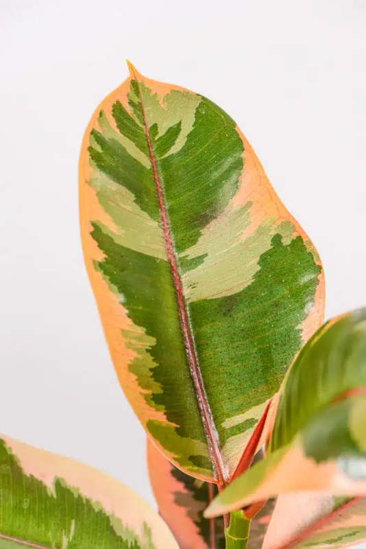 Rubber tree - Ruby