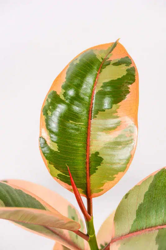Rubber tree - Ruby