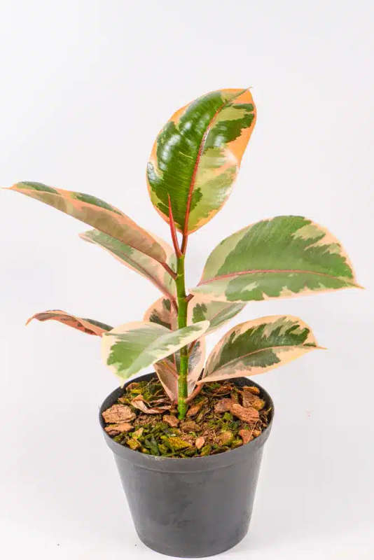Rubber tree - Ruby