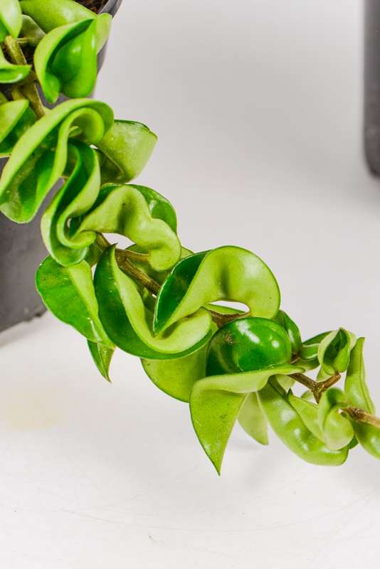Hoya Compacta