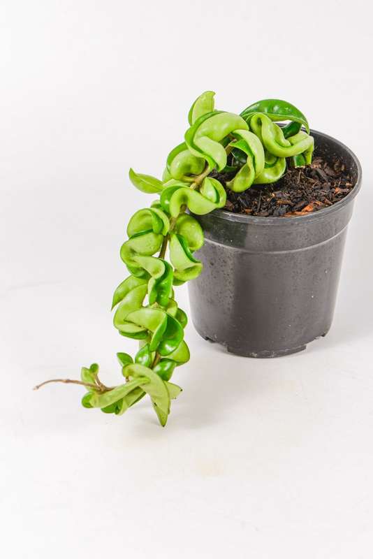 Hoya Compacta
