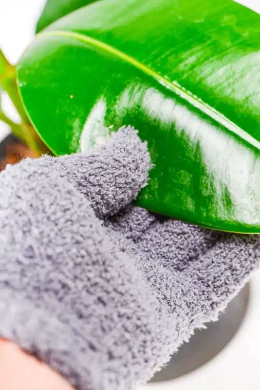 Microfibre Gloves