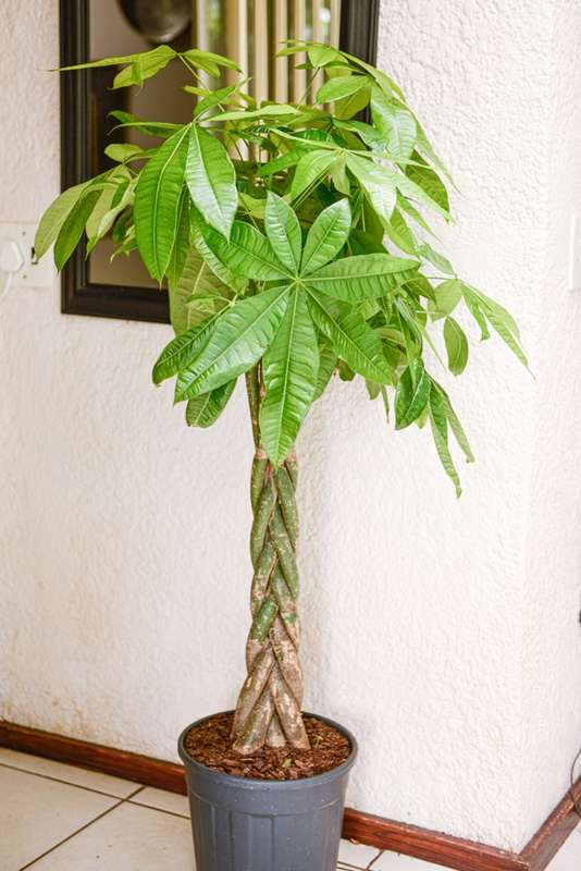 Money Tree Pachira XL