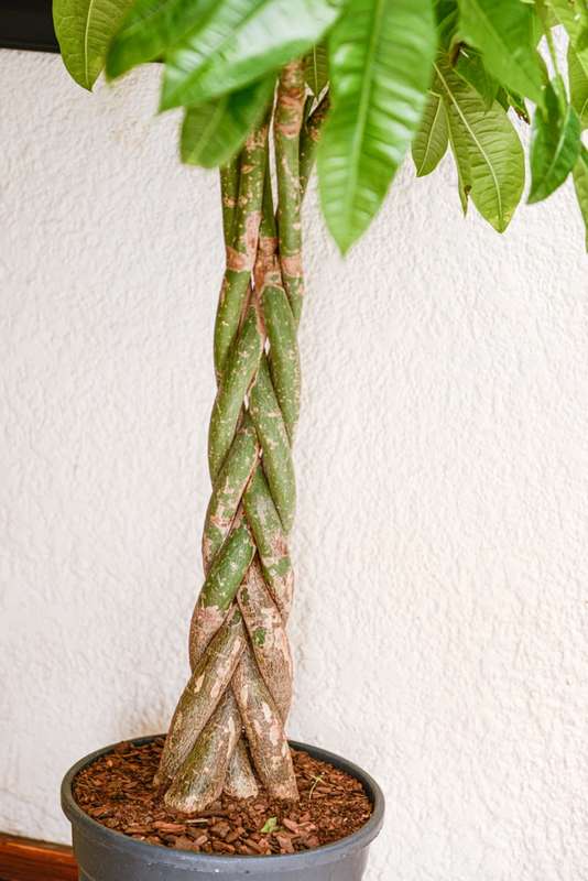 Money Tree Pachira XL