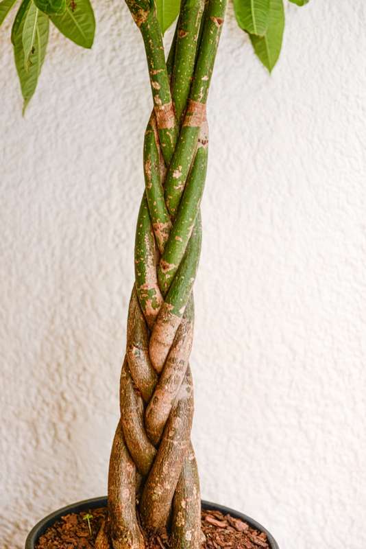 Money Tree Pachira XL