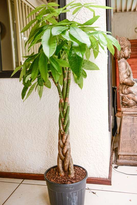 Money Tree Pachira XL