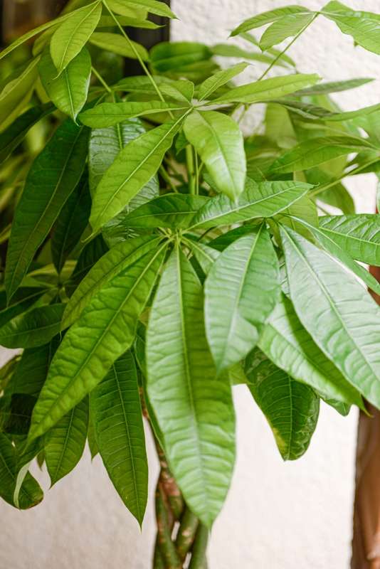 Money Tree Pachira XL