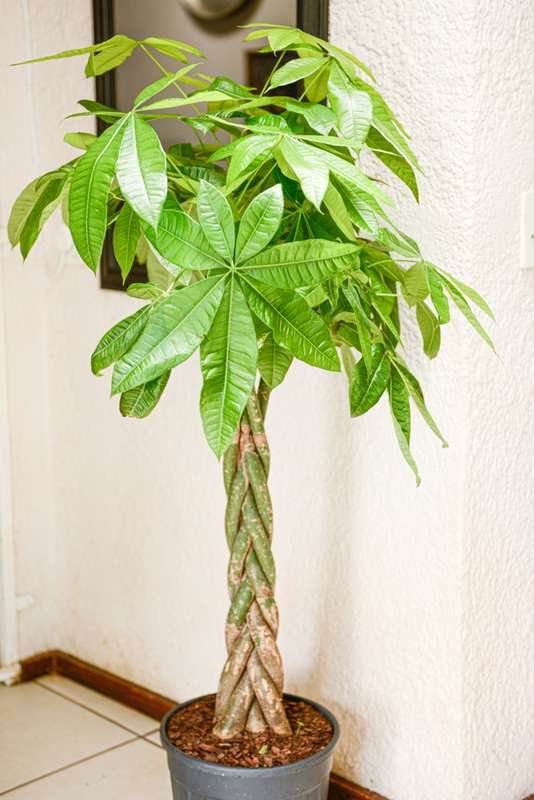 Money Tree Pachira XL