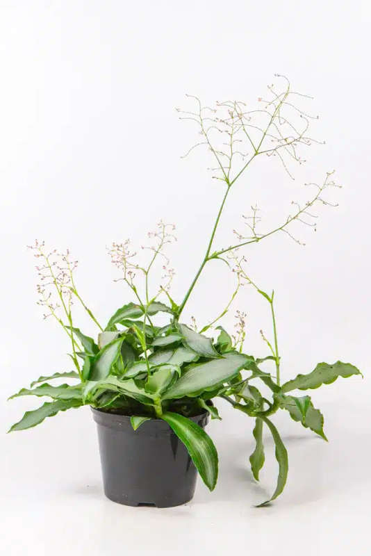 Dewflower 'Bright Star'