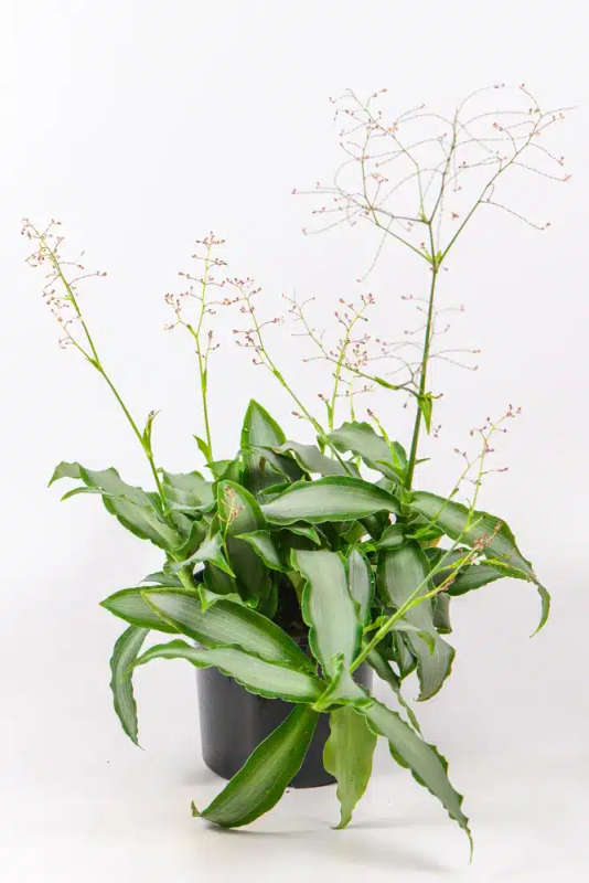 Dewflower 'Bright Star'