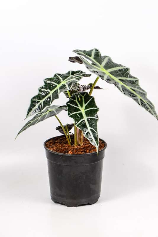 Alocasia Amazonica 19cm