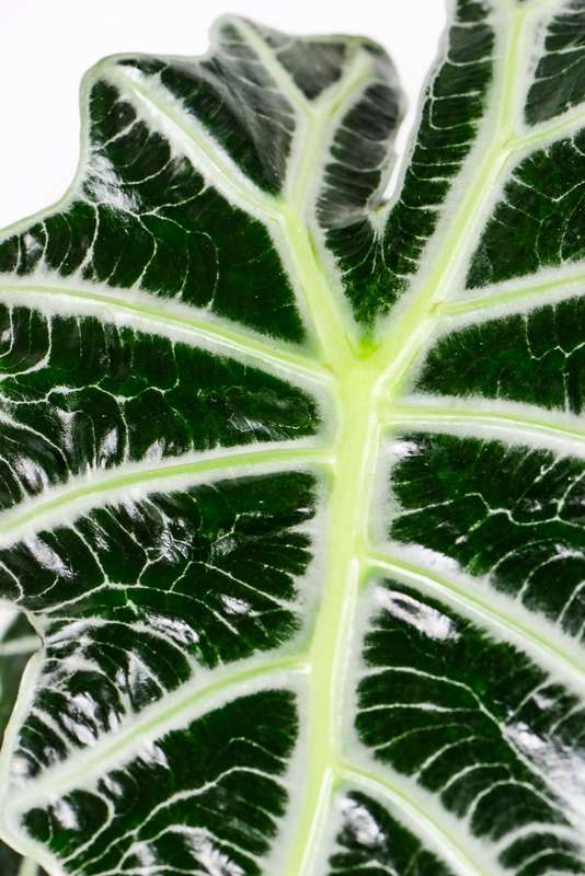 Alocasia Amazonica 19cm