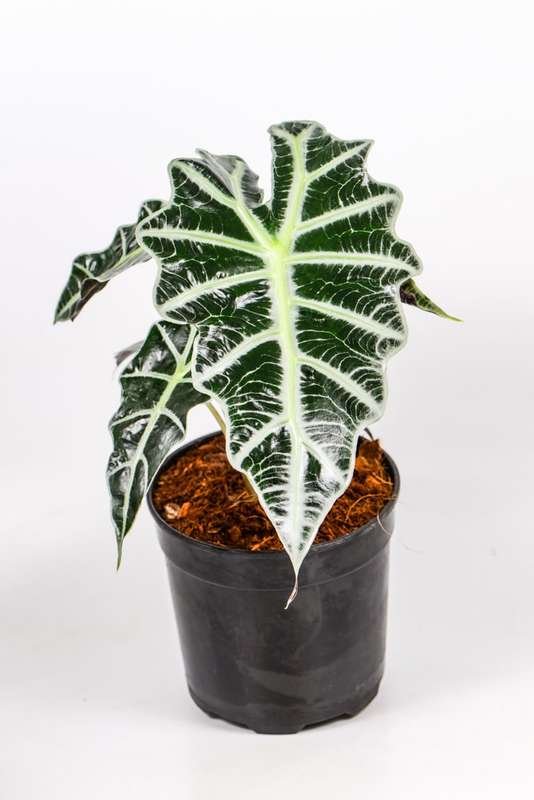 Alocasia Amazonica 19cm