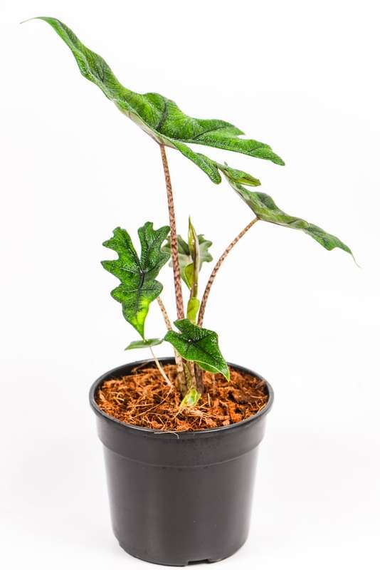 Alocasia Jacklyn