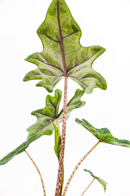 Alocasia Jacklyn