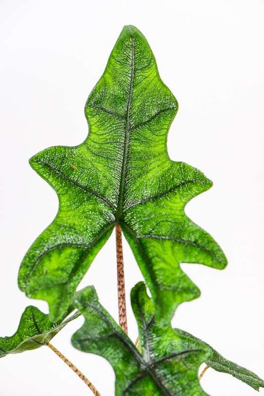 Alocasia Jacklyn