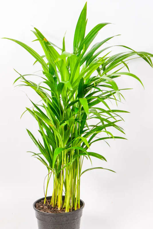 Bamboo Palm 19cm