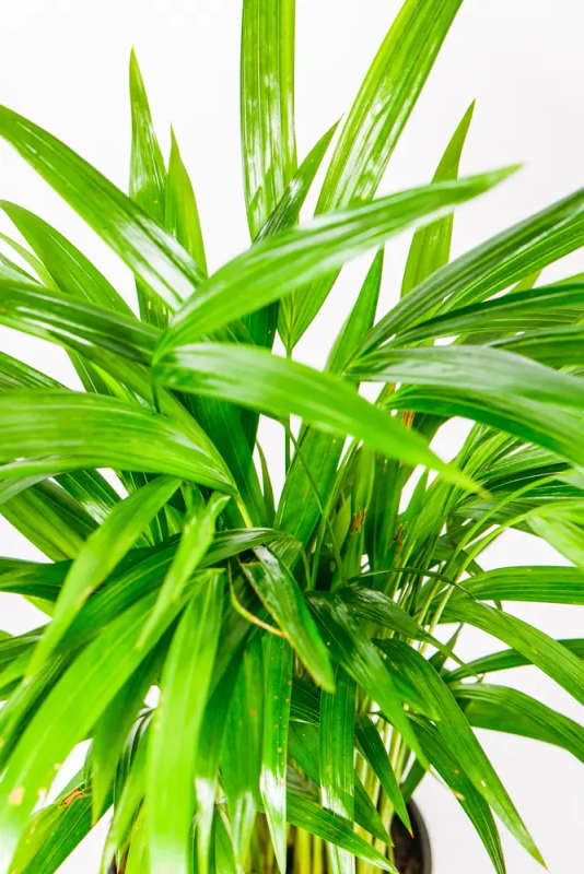 Bamboo Palm 19cm